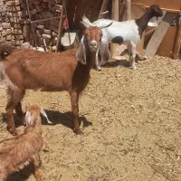 بز گیسه کهره