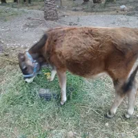 گاو و گوساله