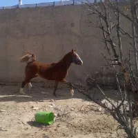 کره اسب نریون