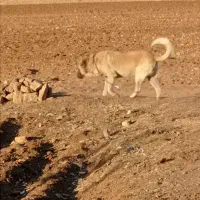 سگ سرابی|سگ|کرمانشاه, |دیوار