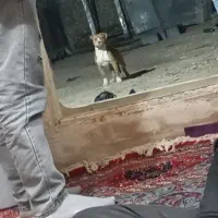 سگ پیت بول خالص