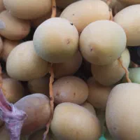 خارک ورطب چهل عدد نخل برحی بار رسیده برای فروش