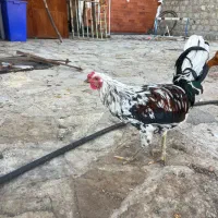 مرغ و خروس برهما و گلین و لهستانی|حیوانات مزرعه|مریوان, |دیوار