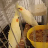 جفت عروس هلندی با جوجه و تخم