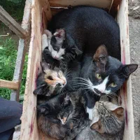 واگذاری بچه گربه