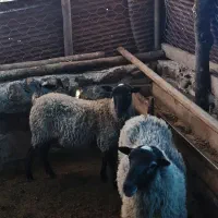 فروش گوسفند رومانوف