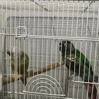 جفت گرینچیک رام