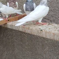 جوجه زاغ هندی وطوقی