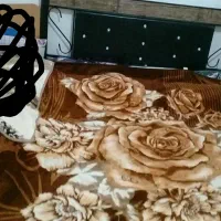 تخت دونفره|تشک تختخواب|تربت‌حیدریه, کوی شهید احمدزاده ملکی|دیوار