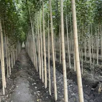 نهالستان‌فروش ویژه صنوبر و انواع میوه‌تضمینی