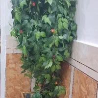 یک درختچه گیلاس|گل مصنوعی|اهواز, سخیریه|دیوار