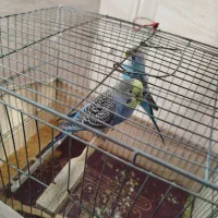 مرغ عشق. نرو ماده|پرنده|تهران, فلاح|دیوار