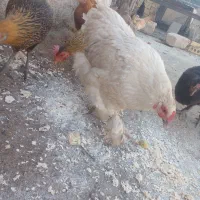 مرغ نژادی|حیوانات مزرعه|بهبهان, |دیوار