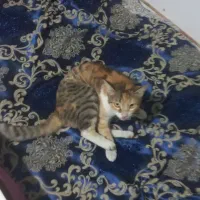 گربه خونگی