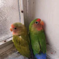 طوطی برزیلی مولد جفت با لوازم