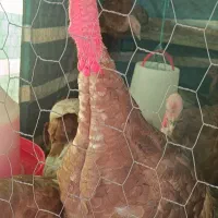 بوقلمون بوربون،1500تومان