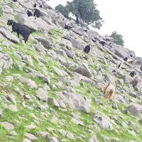 گله بزی برای فروش