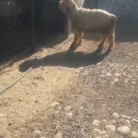 معاوضه نرمیش با میش یا بز|حیوانات مزرعه|اندیکا, |دیوار