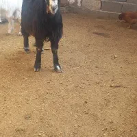 بزغاله|حیوانات مزرعه|پاکدشت, پاکدشت (مامازند)|دیوار