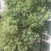 نگهبان و ابیار