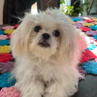 سگ شیتزو عروسکی|سگ|فیروزآباد (فارس), |دیوار