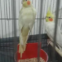 جفت لوتینو مولد به شرط