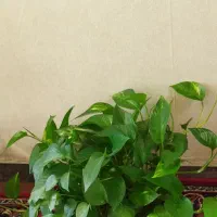 گلدان|گل مصنوعی|یزد, |دیوار