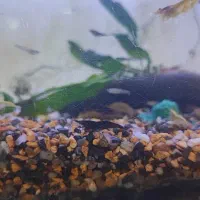 گالری آکواریوم مومنی ردتیل|ماهی|نیشابور, امام|دیوار