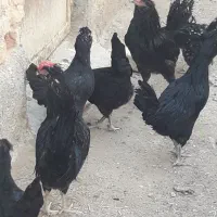 مرغ و خروس گلین|حیوانات مزرعه|اصفهان, تیران|دیوار