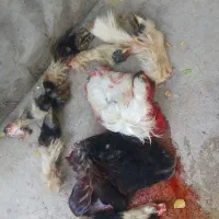 گوشت گوسفندی