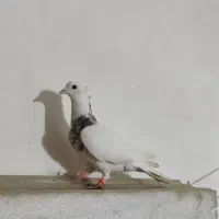 کفتر تبعیدی|پرنده|مشهد, ابوذر|دیوار