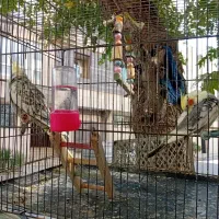 عروس هلندی