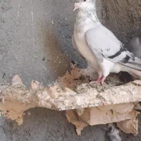 کفتر پرشی قلدر