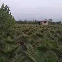 زمین ۱۰۰۰ متری-۴۰متر بنا-چاه اب-دور فنس-۶۰۰عددنهال|فروش زمین و ملک کلنگی|رودسر, |دیوار