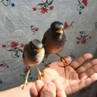 ۲ تا جوجه مینا