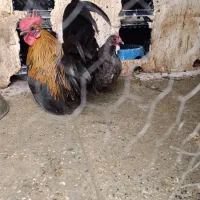 مرغ خروس چاپنیز تخم گذار