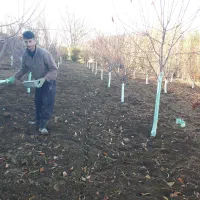 خدمات کشاورزی وباغبانی هرس چالکود شمپاشی تیلر|خدمات باغبانی و درختکاری|سنندج, |دیوار