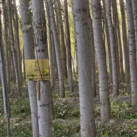 ـ صنوبر مناسب چوب گیری