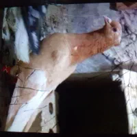 کبوتر باختی گمشده