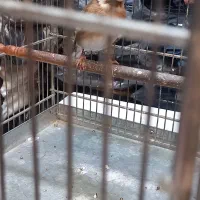 سره دهن لر|پرنده|ری, اقدسیه|دیوار