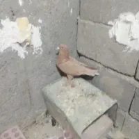 زرد کرمانی|پرنده|یزدان شهر, |دیوار