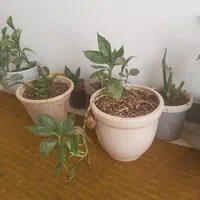 نظافت نظافت