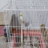 هلندی،فنچ زبرا و نرگسی برزیلی مرغ عشق