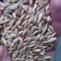 جو وگندم فروش|لوازم جانبی حیوانات|دالاهو, |دیوار