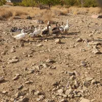 غاز نگهبان|حیوانات مزرعه|جیرفت, |دیوار