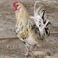 خروس گلین