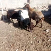 2راس میش زایده با3راس بره اوست|حیوانات مزرعه|نیشابور, مبارکه|دیوار