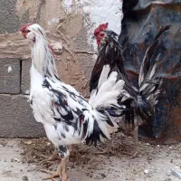 مرغ خروس گلین اصل