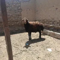 قوچ