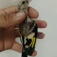 جوجه سهره باشه